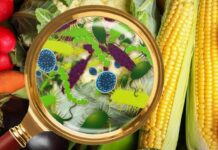 Summer Food Safety: How to Prevent Food Poisoning at Home