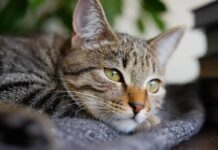 Is Your Cat Secretly Struggling? The Surprising Signs of Depression Every Pet Owner Should Know